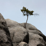 IMG_7062copy