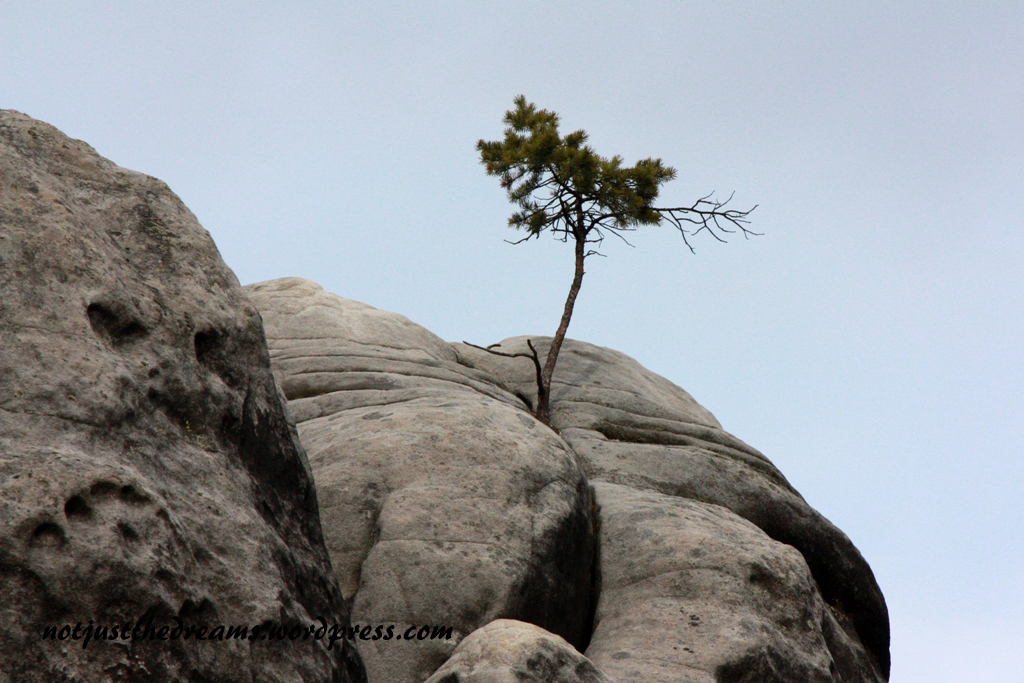IMG_7062copy