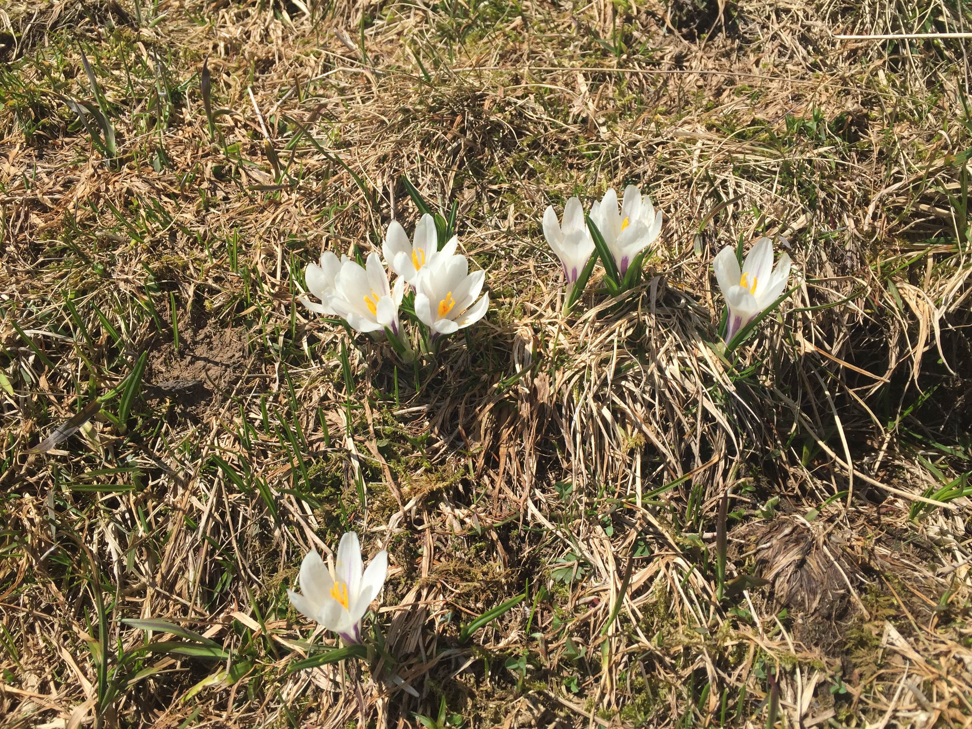 IMG_8018