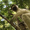 Lemury Madagaskar