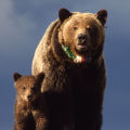 {{Information |Description=Grizzly bear sow & cub with radio neckband, Yellowstone National Park |Source=NPS (http://www.nps.gov/archive/yell/slidefile/mammals/grizzlybear/Page-2.htm) |Date=1966 |Author=John Good |Permission= |other_versions= }} {{PD-USGo