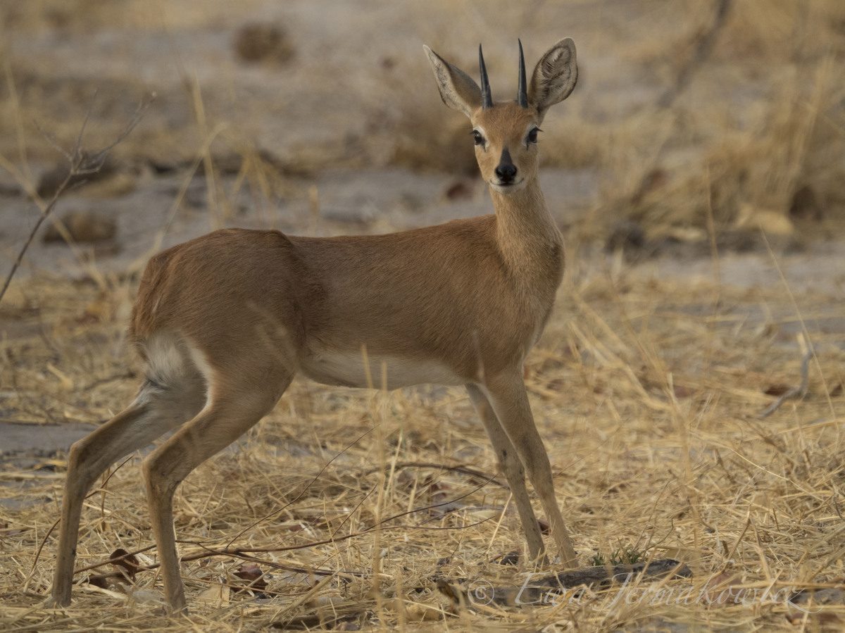 Antylopy botswana