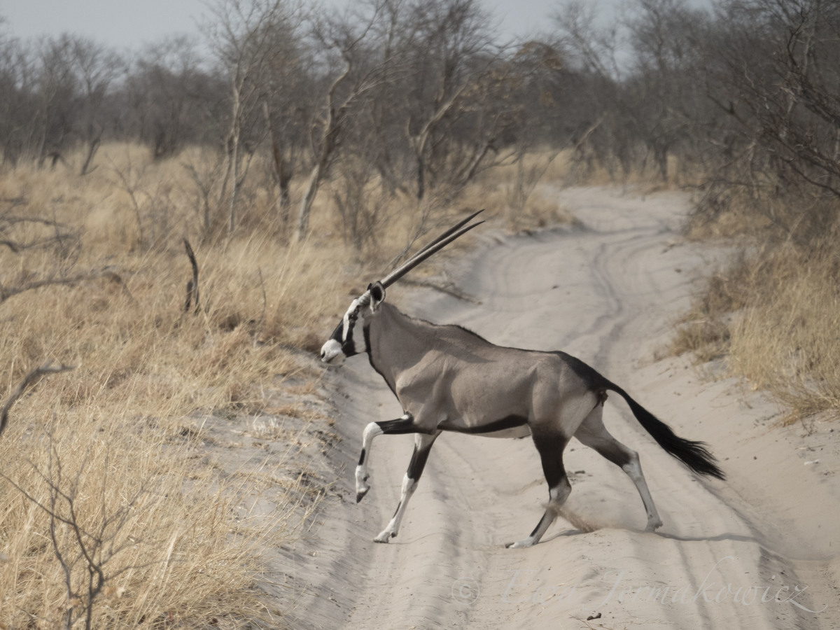 Oryx Botswana