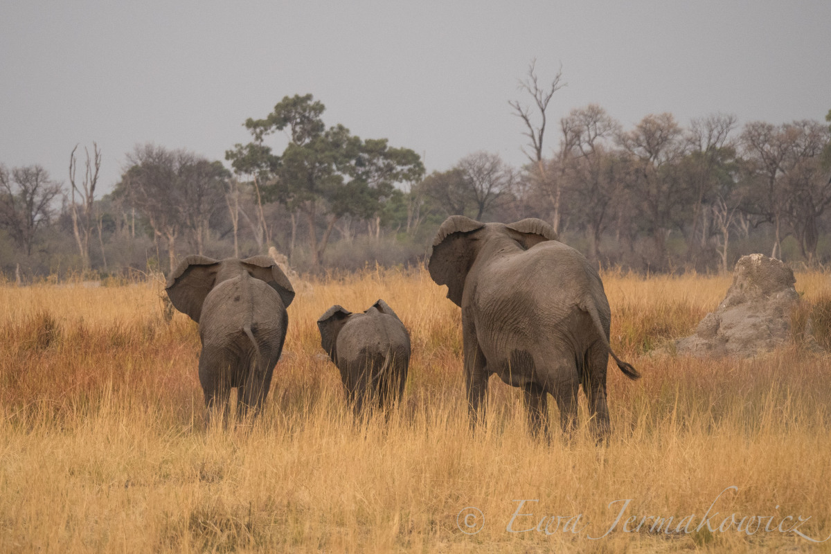 Słonie Botswana