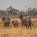 Słonie Botswana