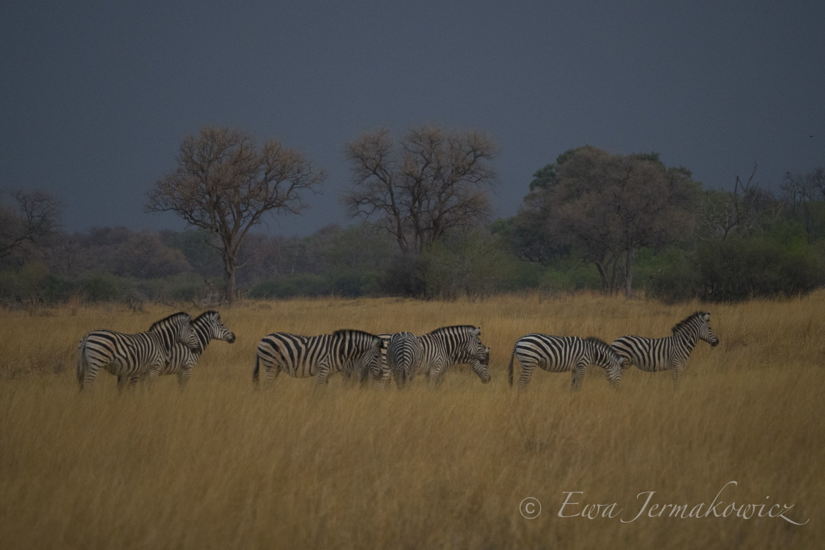 Zebry o zmierzchu, Botswana