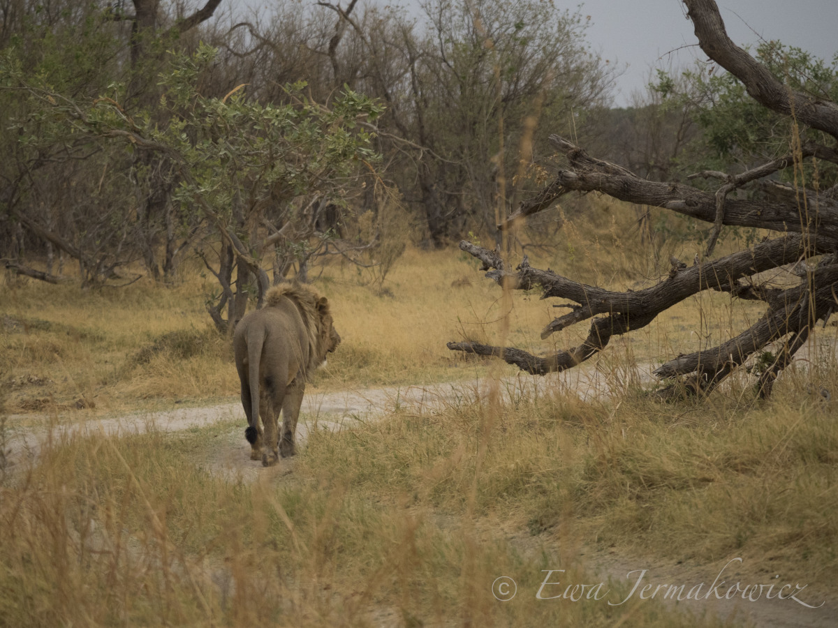 Lew w parku narodowym Botswana