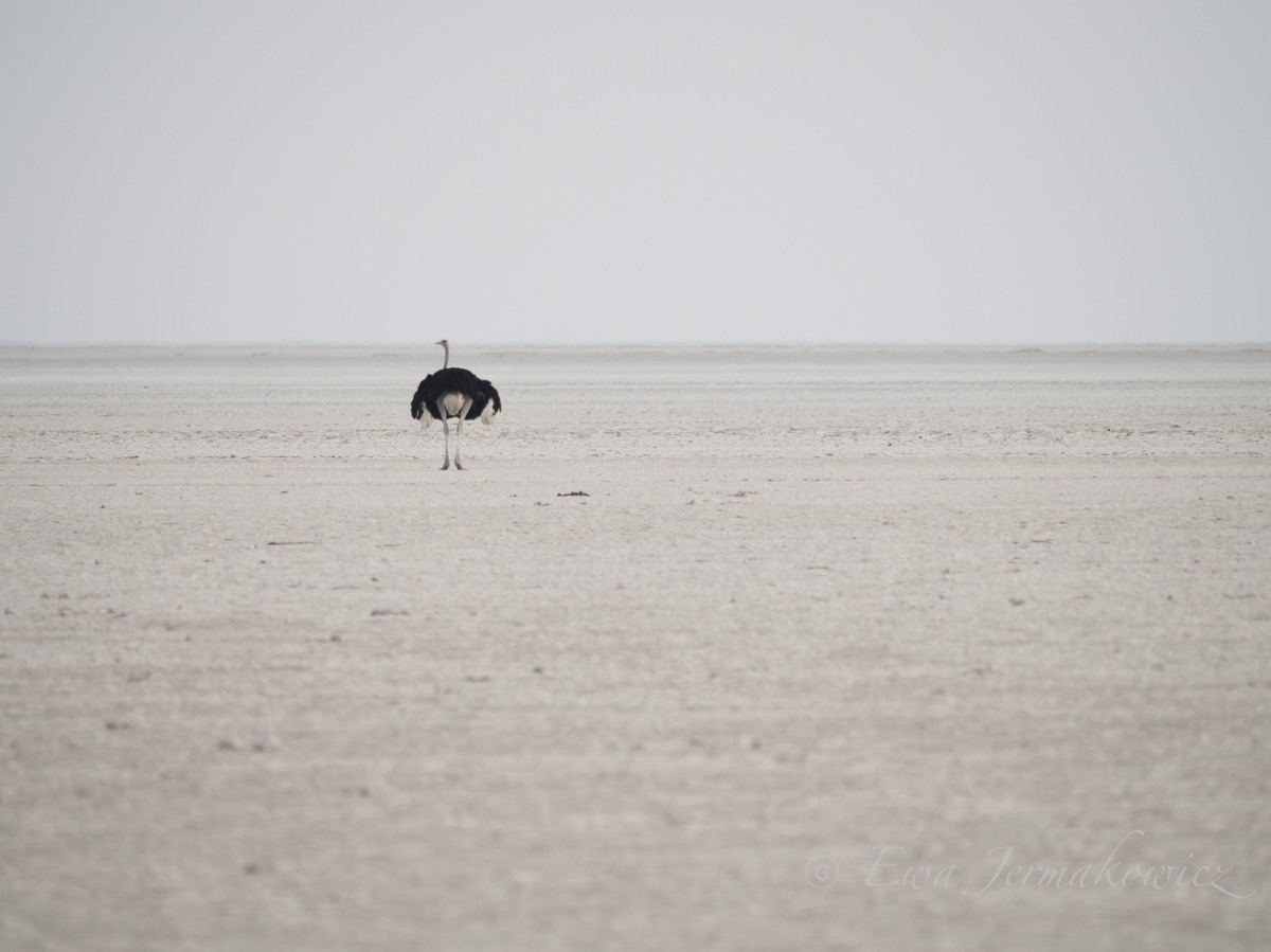 Struś Makgadikgadi Pan Botswana